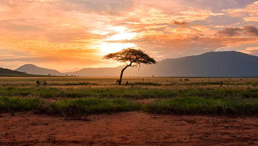 Photograph of a tree on the African plains at sunset